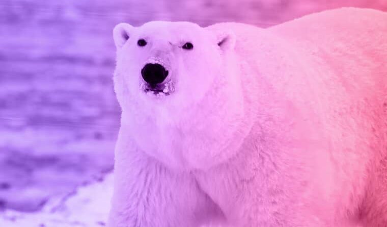 polar bear
