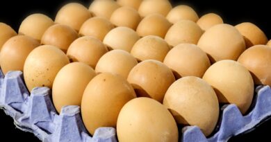 Les œufs une source de protéines