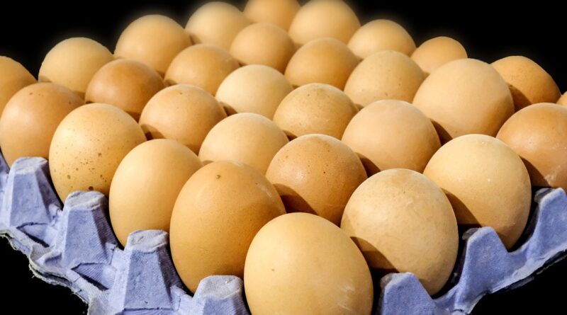 Les œufs une source de protéines